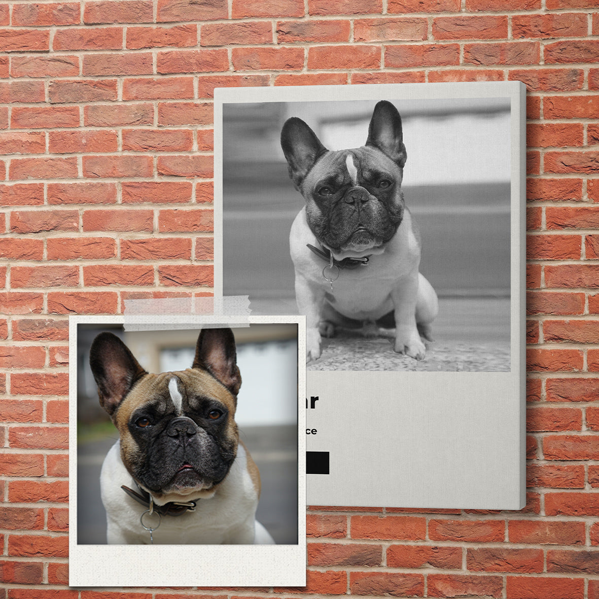 Le Polaroid - Portrait Photographique de votre Animal